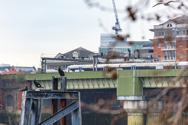 Heron and Bridge，伦敦，英国